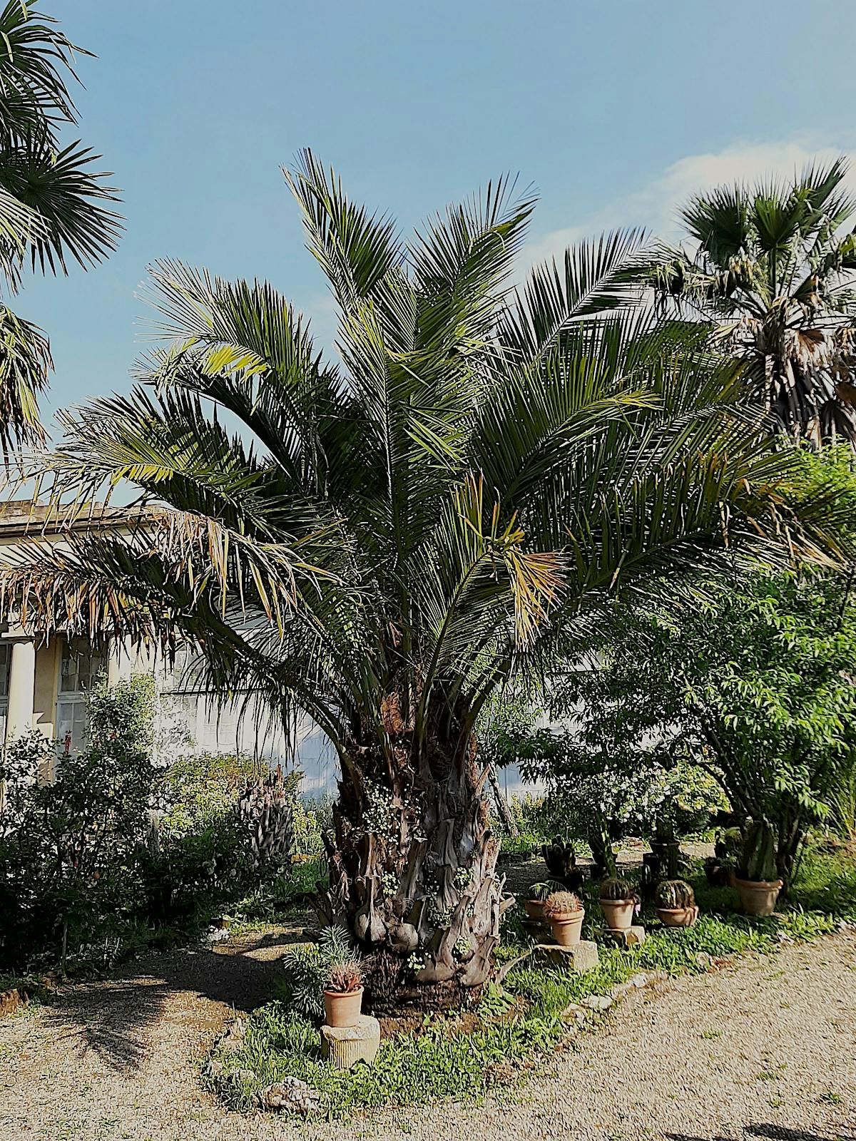 Palma - Jubea spectabilis