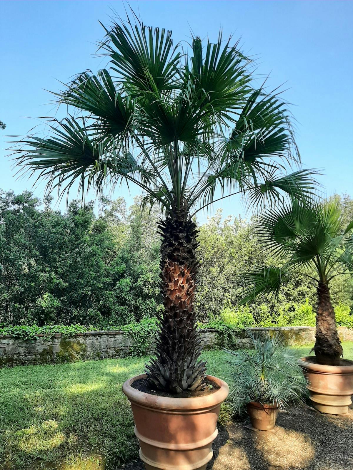 Palma - Livistona australis