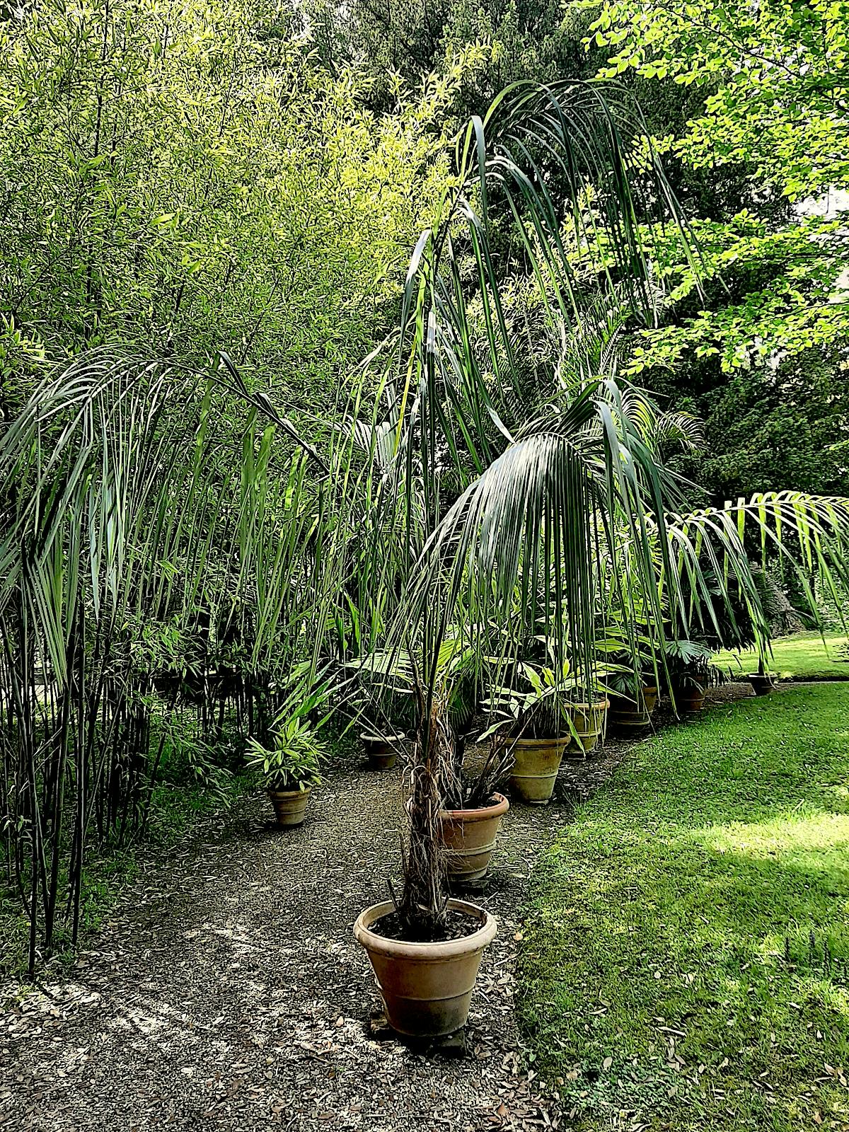 Palma - Parajubaea torallyi
