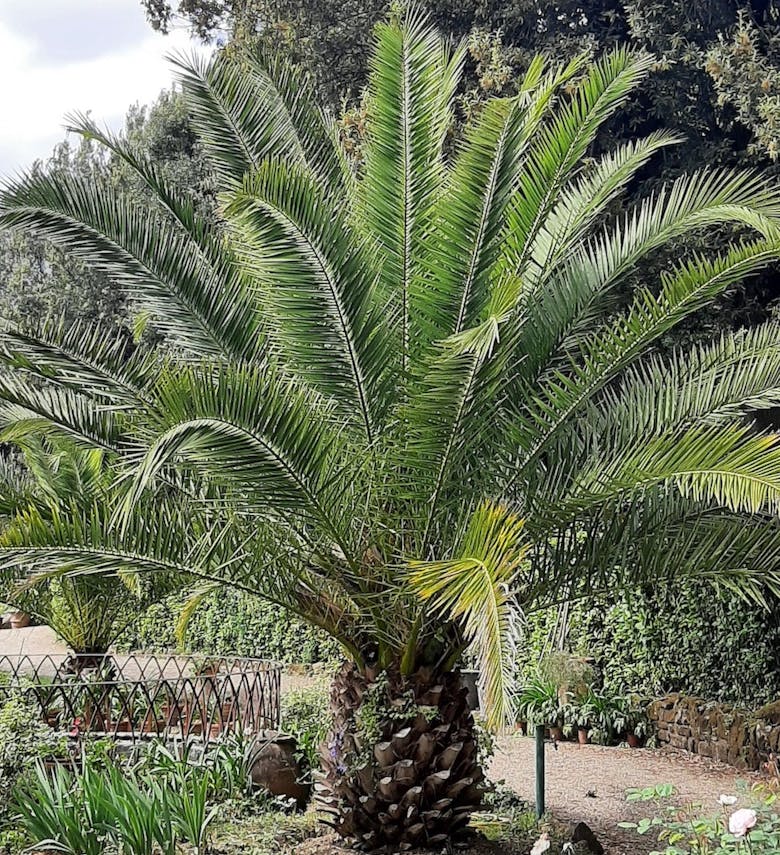 Palma - Phoenix canariensis
