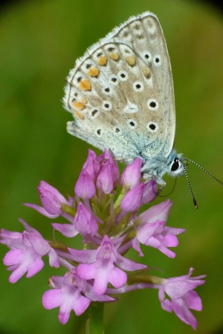 Anacamptis pyramidalis con farfalla della famiglia Lycaenide - Photo by Rolando Romolini