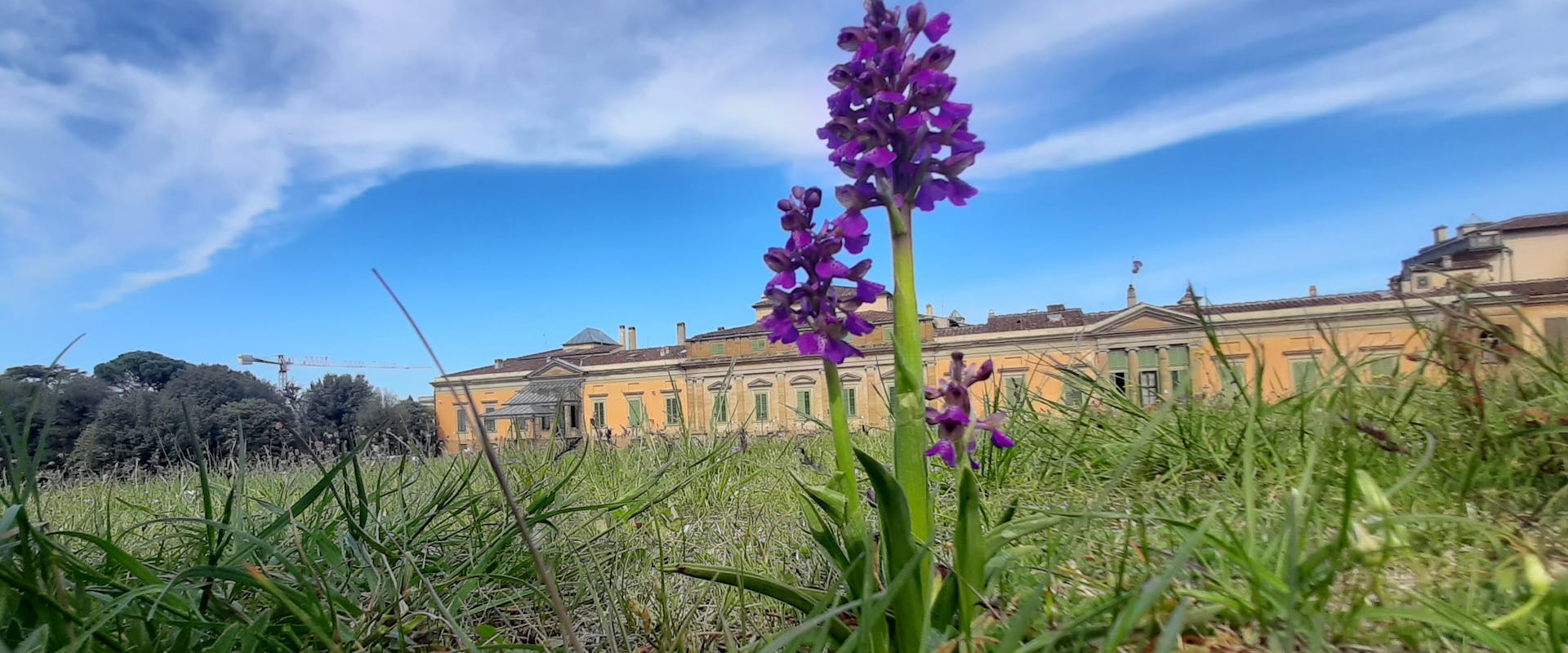 Anacamptis morio - Photo by Rolando Romolini