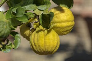 Citrus Limon Mellarosa