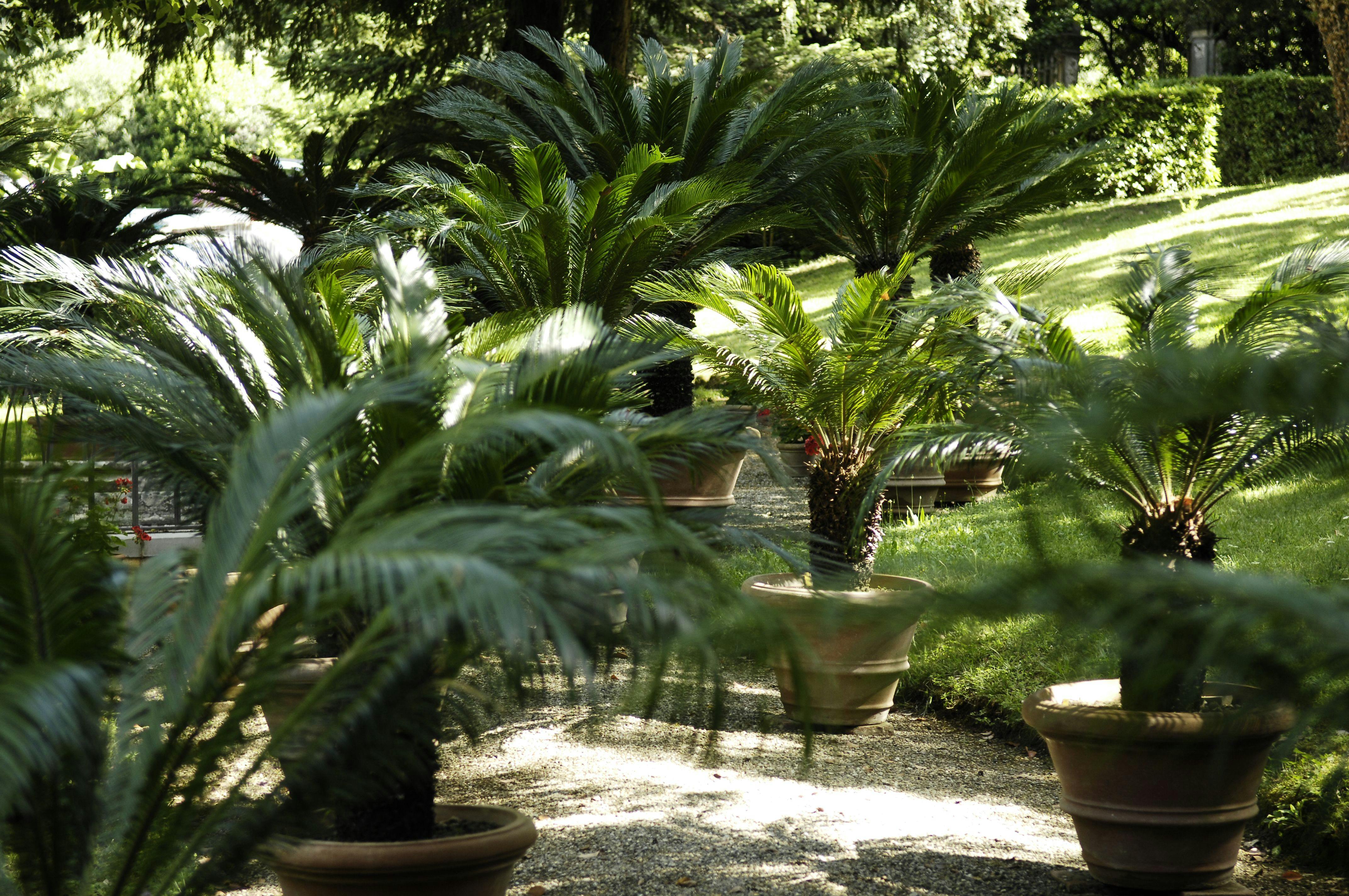 The Upper Botanical Garden (Botanica Superiore)