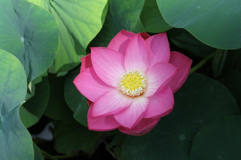 The Upper Botanical Garden (Botanica Superiore)