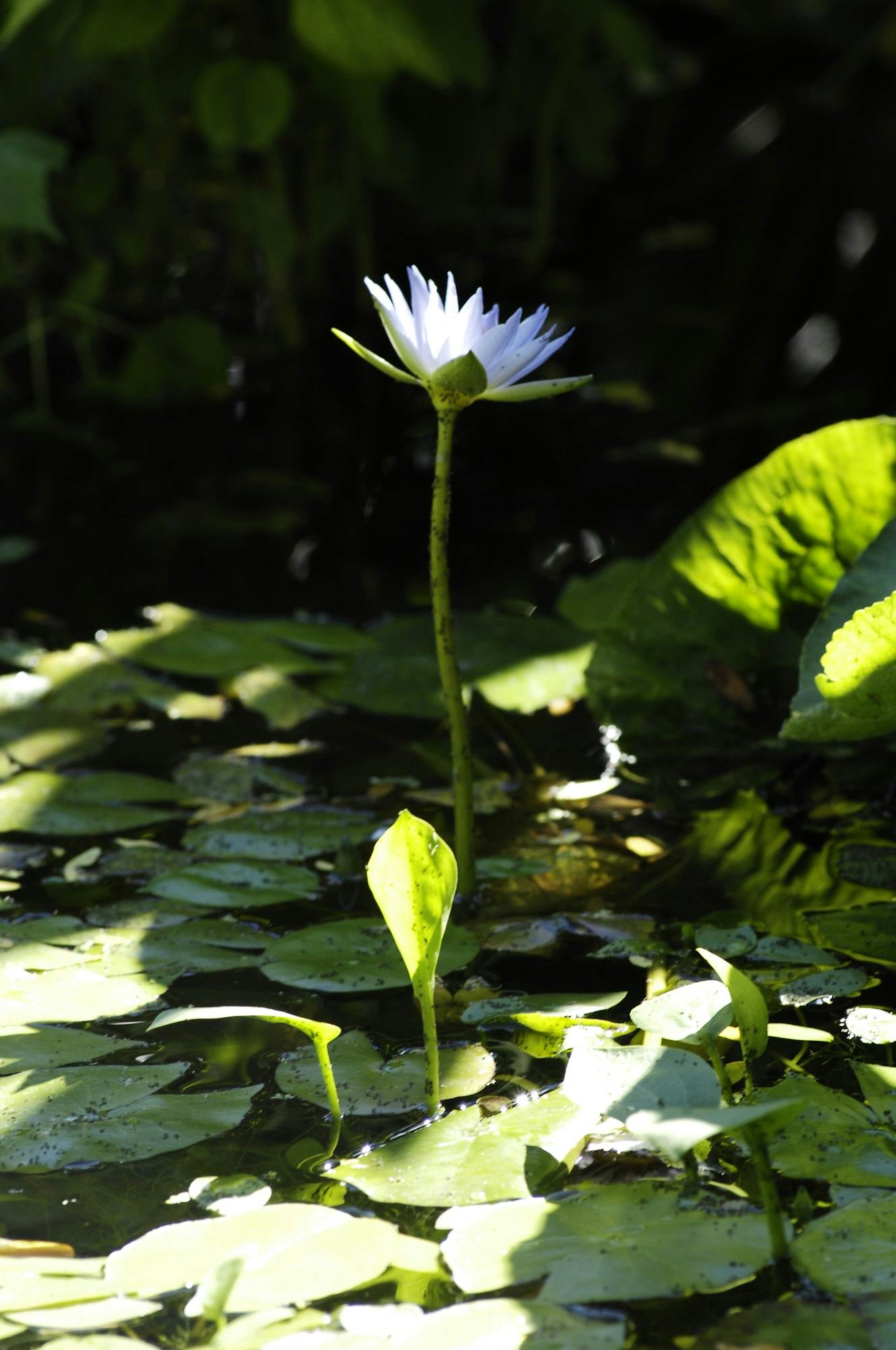 The Upper Botanical Garden (Botanica Superiore)