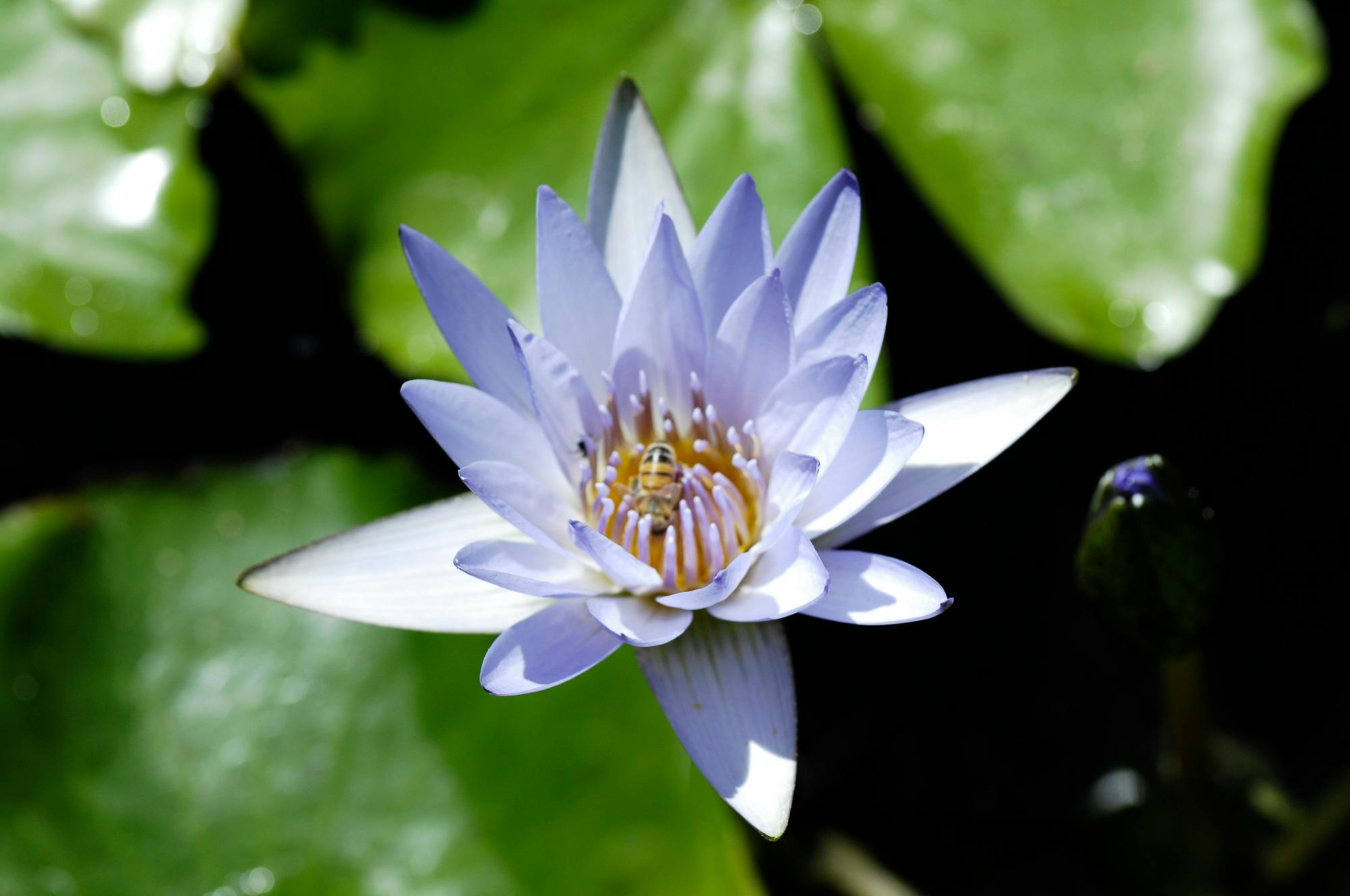Il Giardino della Botanica Superiore