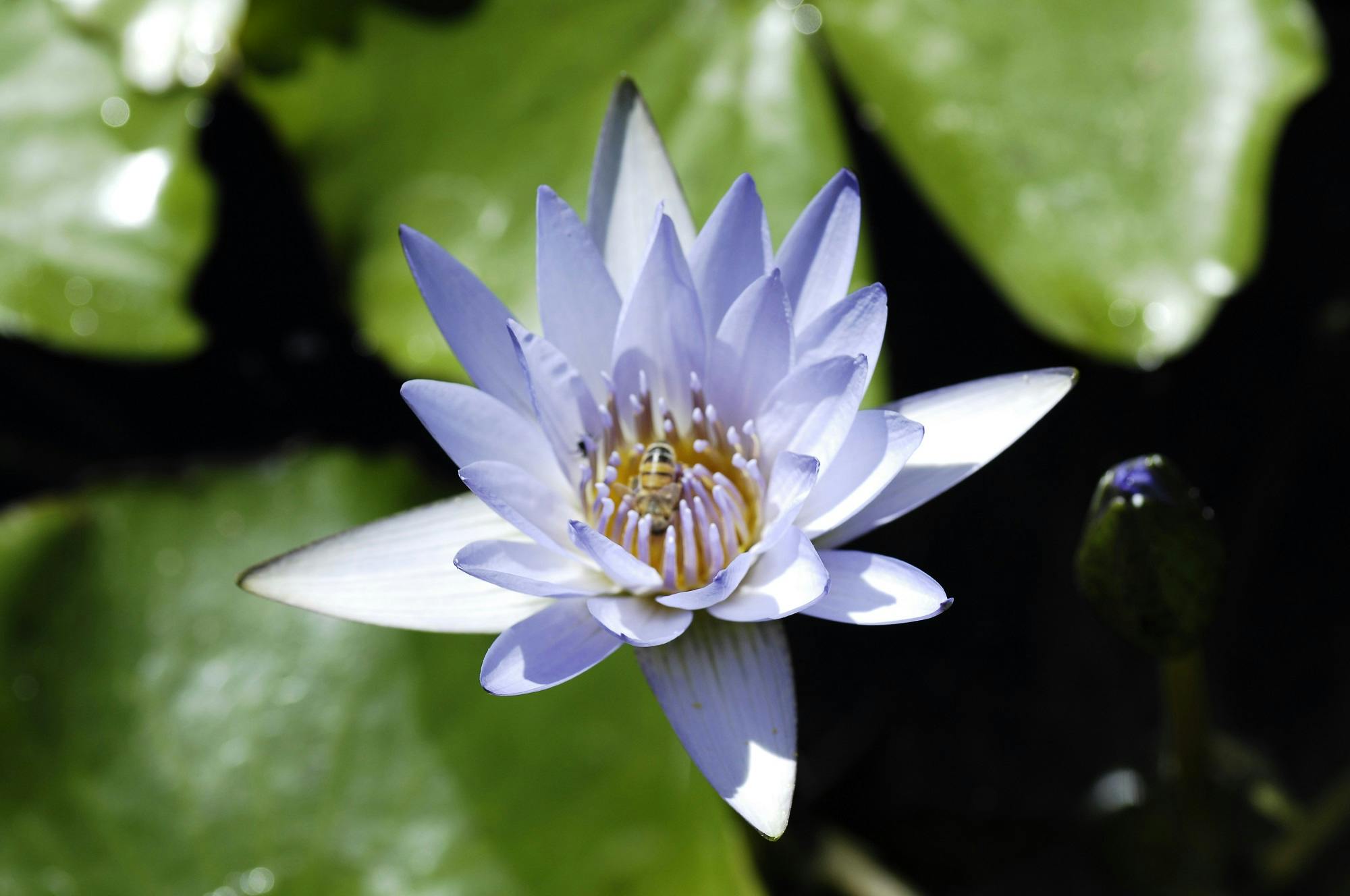 The Upper Botanical Garden (Botanica Superiore)