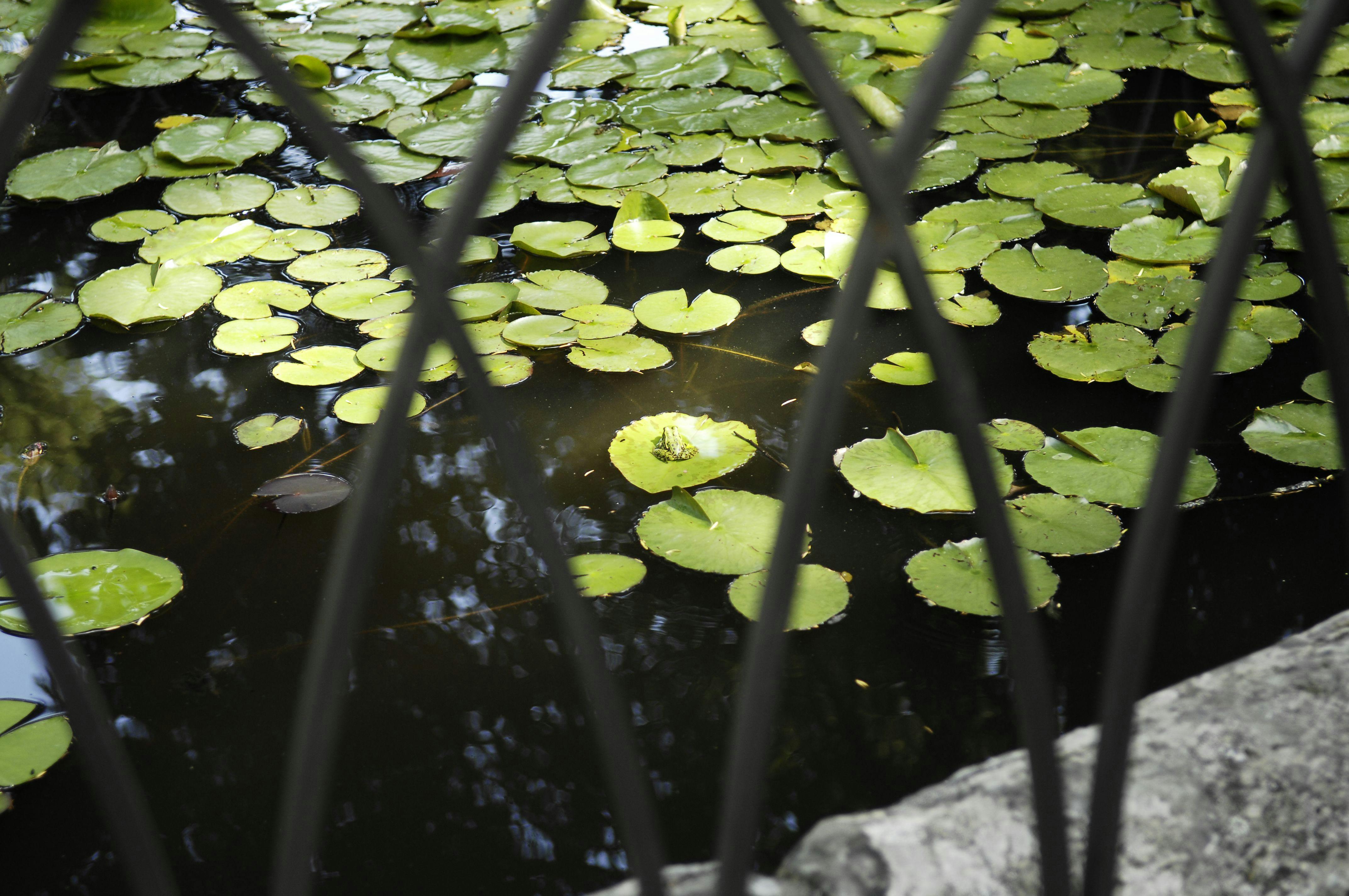 The Upper Botanical Garden (Botanica Superiore)