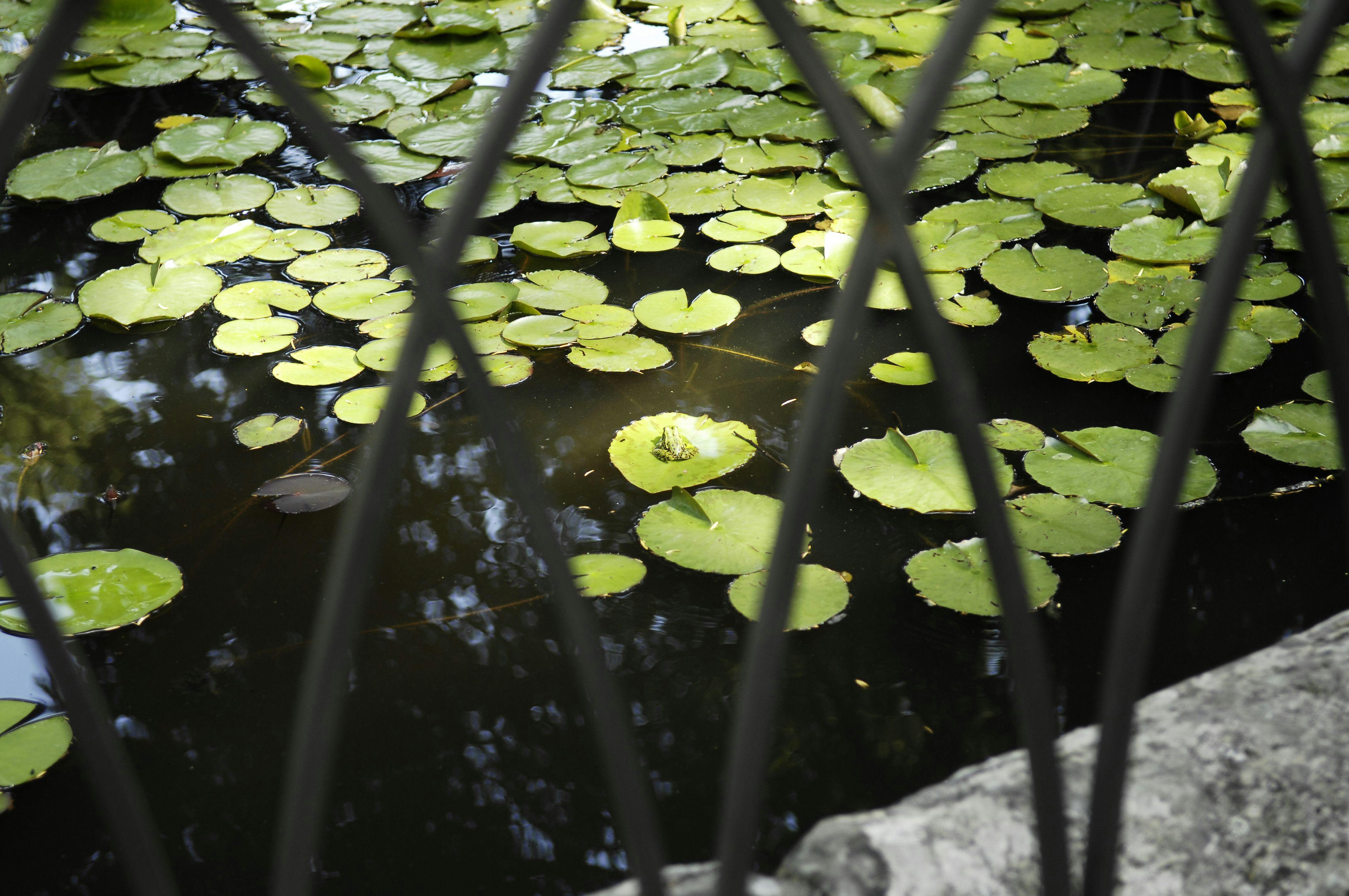 Il Giardino della Botanica Superiore