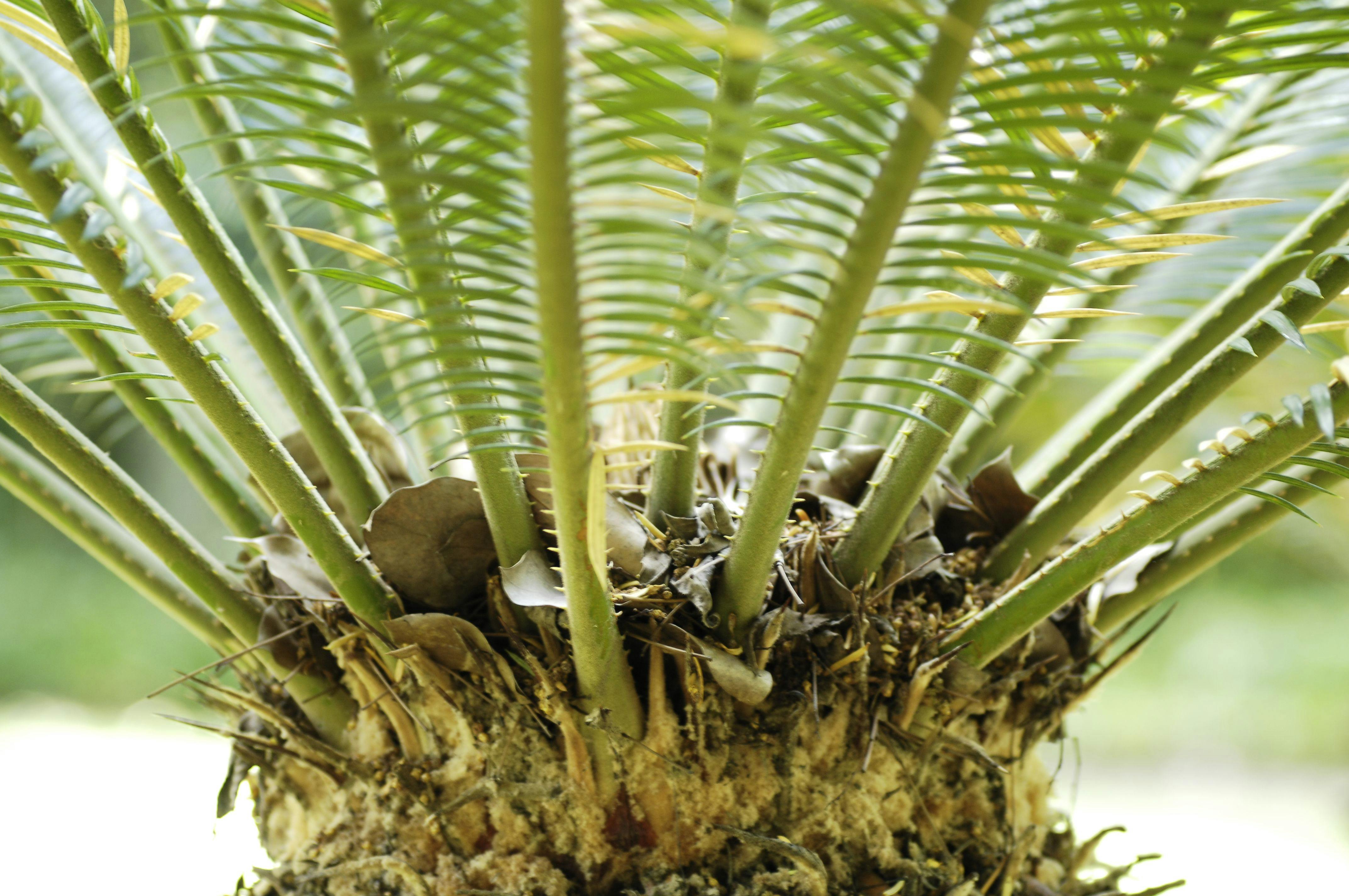 The Upper Botanical Garden (Botanica Superiore)