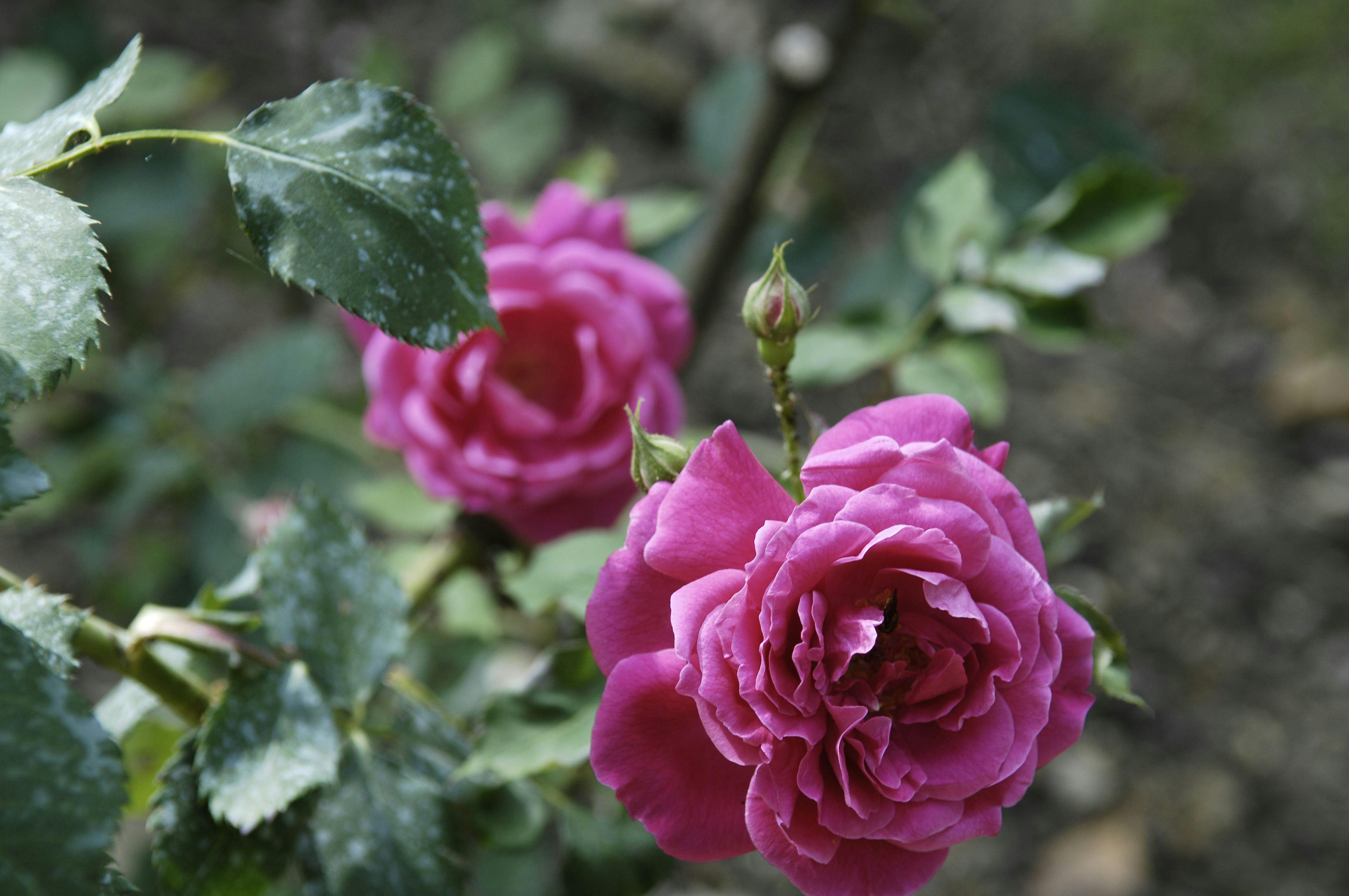The Upper Botanical Garden (Botanica Superiore)