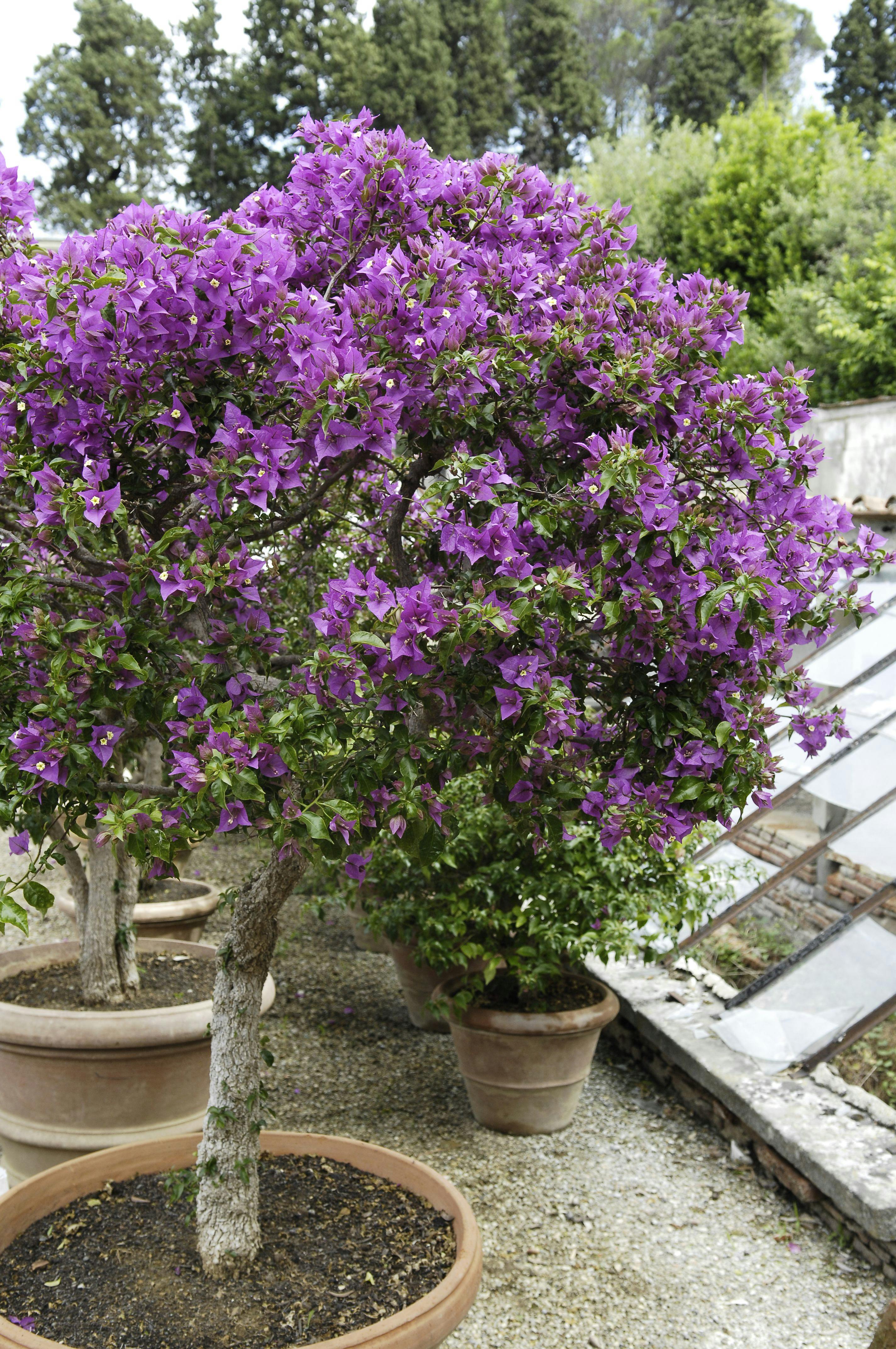 The Upper Botanical Garden (Botanica Superiore)