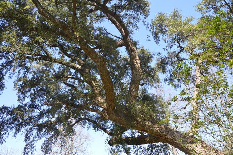 The Upper Botanical Garden (Botanica Superiore)