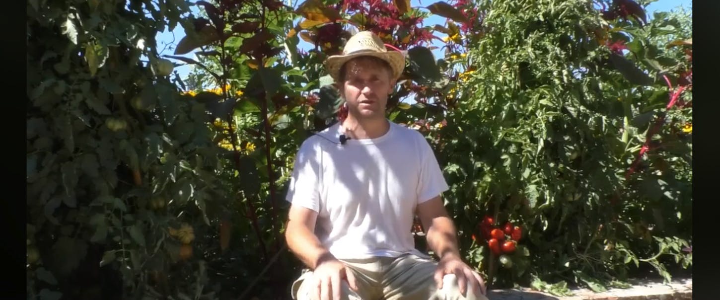 Tomato time in the Boboli Gardens!