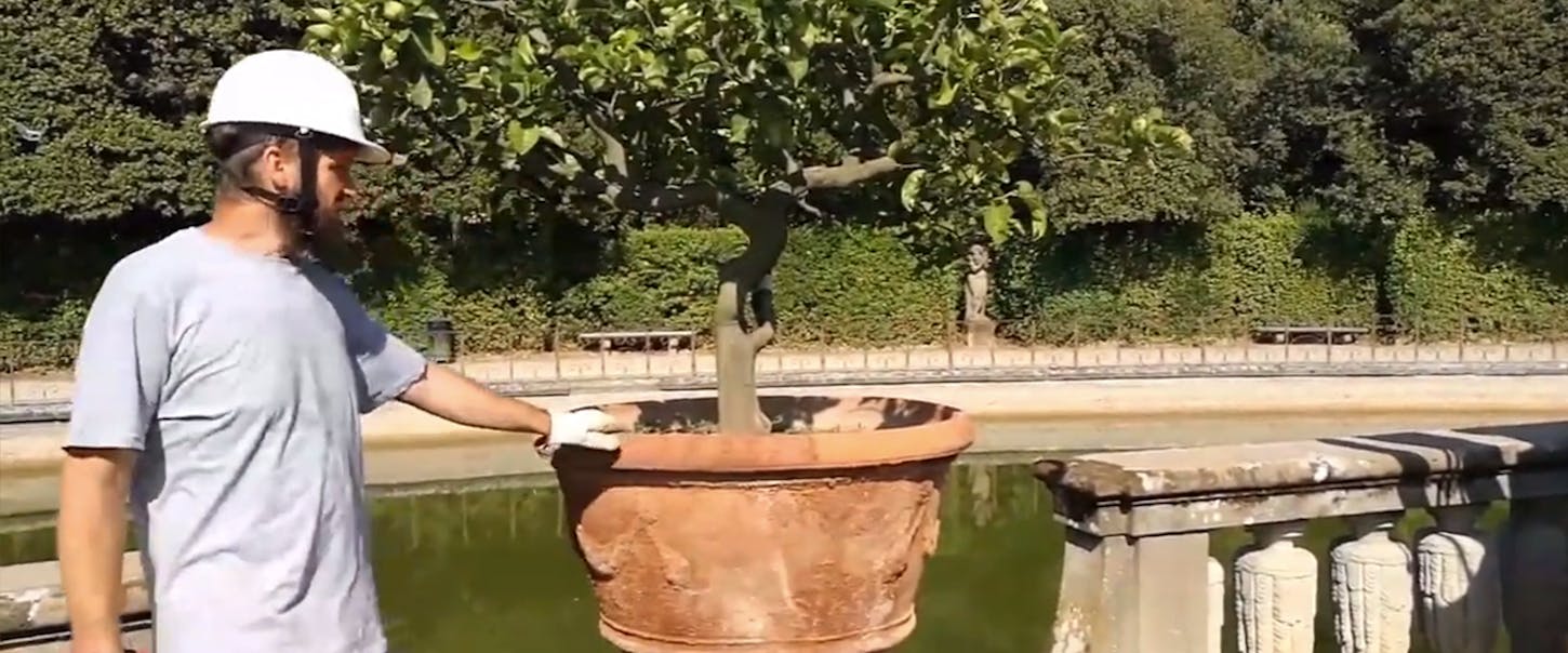 New pots for the citrus trees of the Boboli Gardens