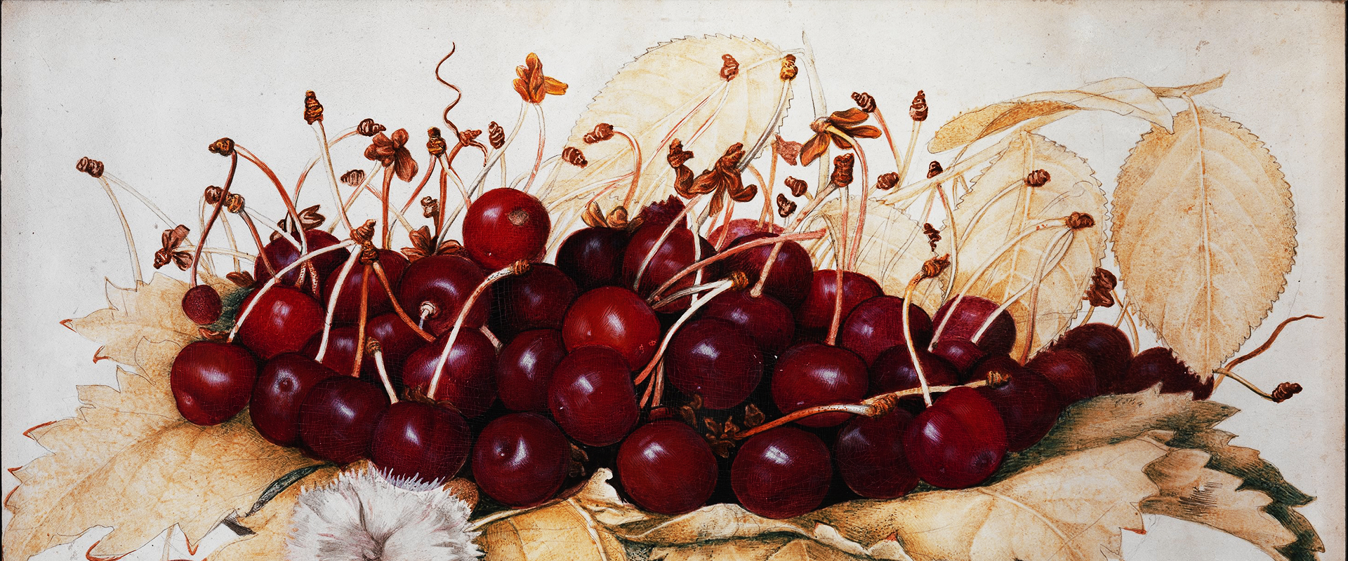 ‘The Greatness of the Universe' in the art of Giovanna Garzoni