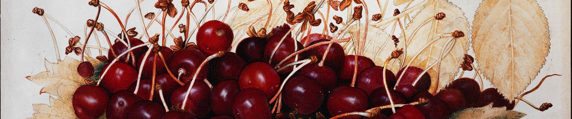 ‘The Greatness of the Universe' in the art of Giovanna Garzoni ‘The Greatness of the Universe' in the art of Giovanna Garzoni