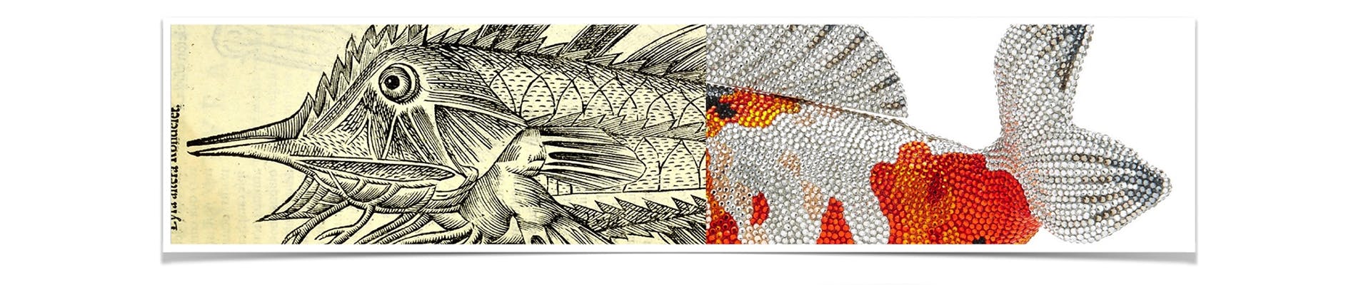 Tre appuntamenti fuori calendario per Famiglie al Museo con "Fashion Fish" Tre appuntamenti fuori calendario per Famiglie al Museo con "Fashion Fish"