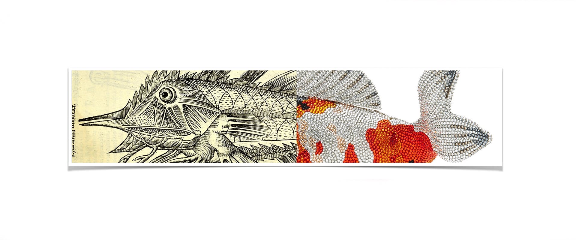 Tre appuntamenti fuori calendario per Famiglie al Museo con "Fashion Fish"