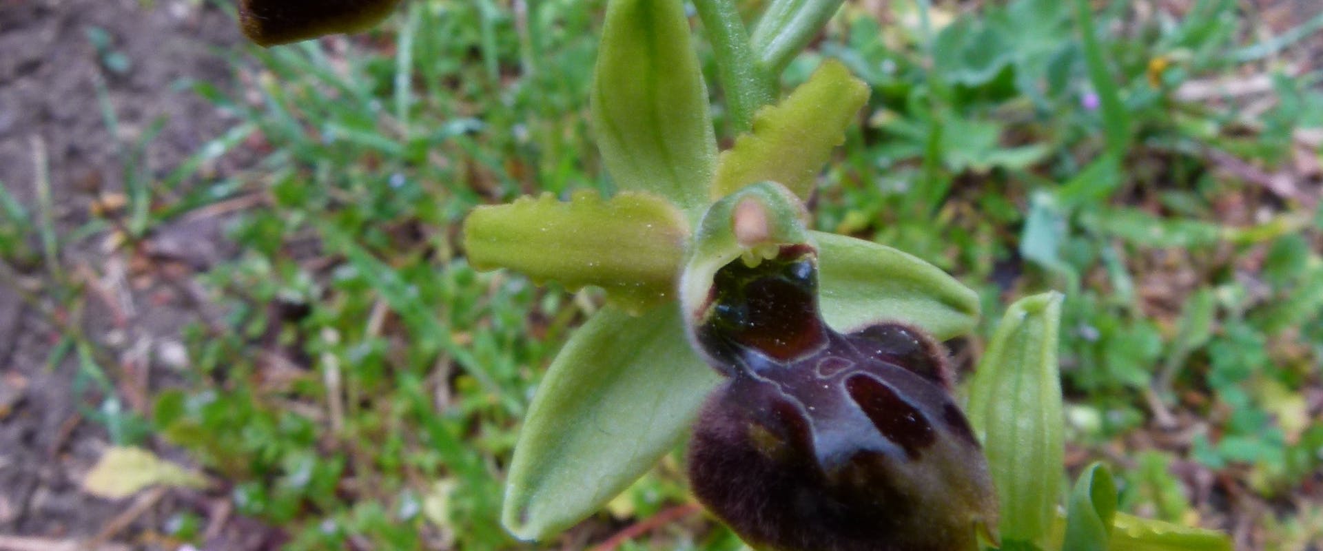 Boboli ecosistema creativo: censito un nuovo ibrido di orchidea!