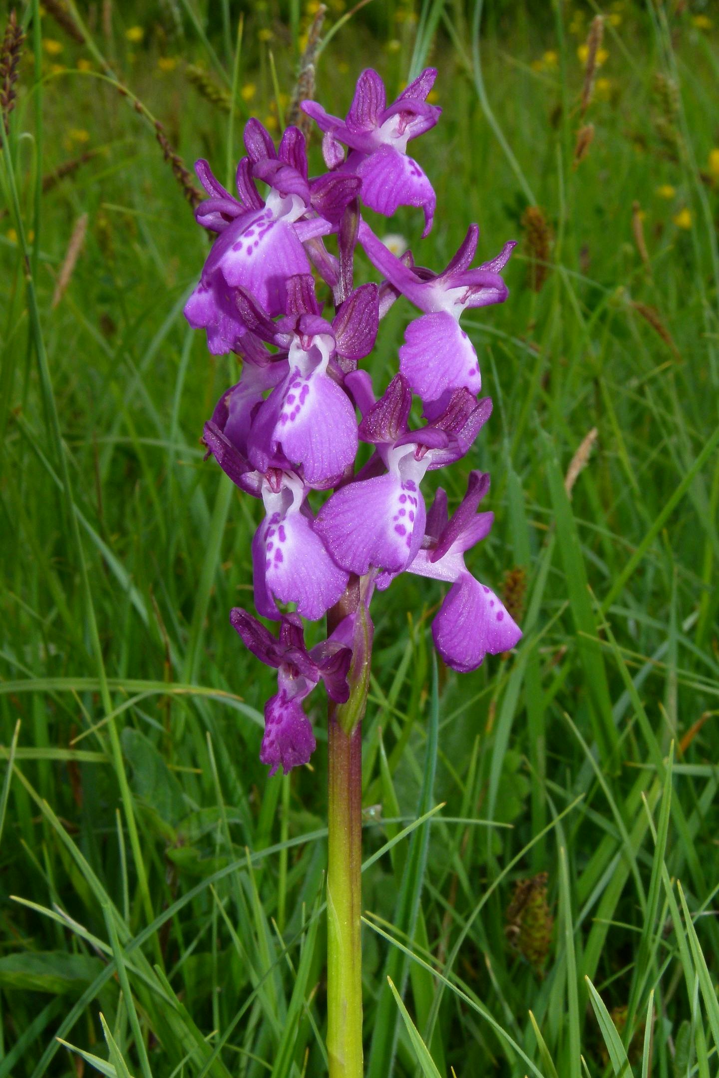 Flora spontanea a Boboli: le orchidee