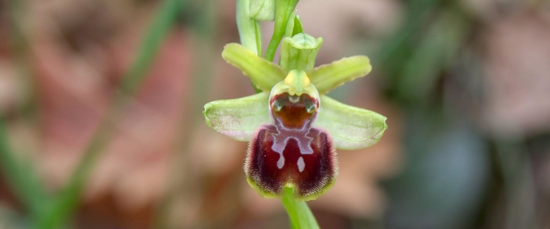 Wild Orchids in Boboli Gardens