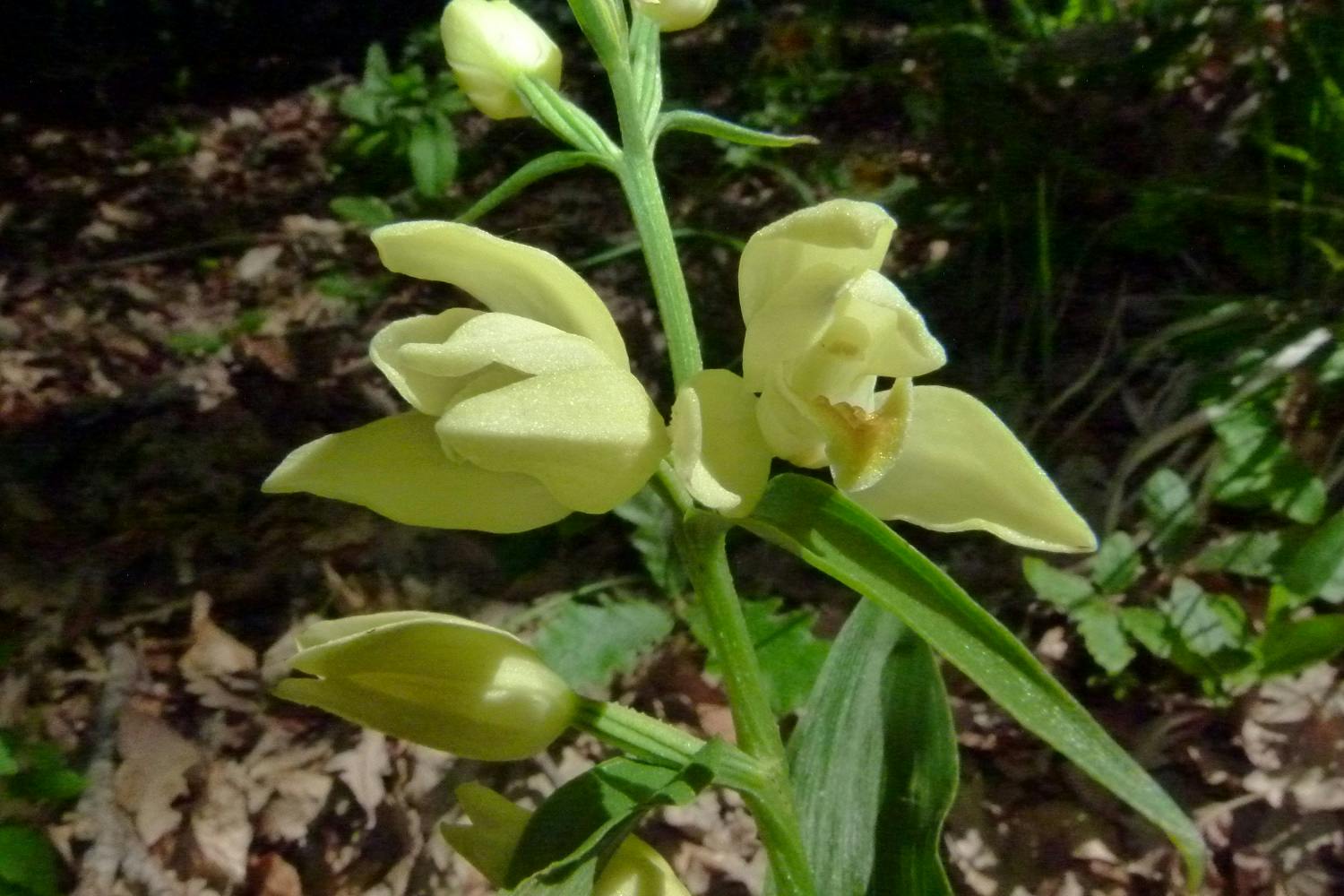 Le orchidee spontanee nel Giardino di Boboli: patrimonio naturale da tutelare e valorizzare.