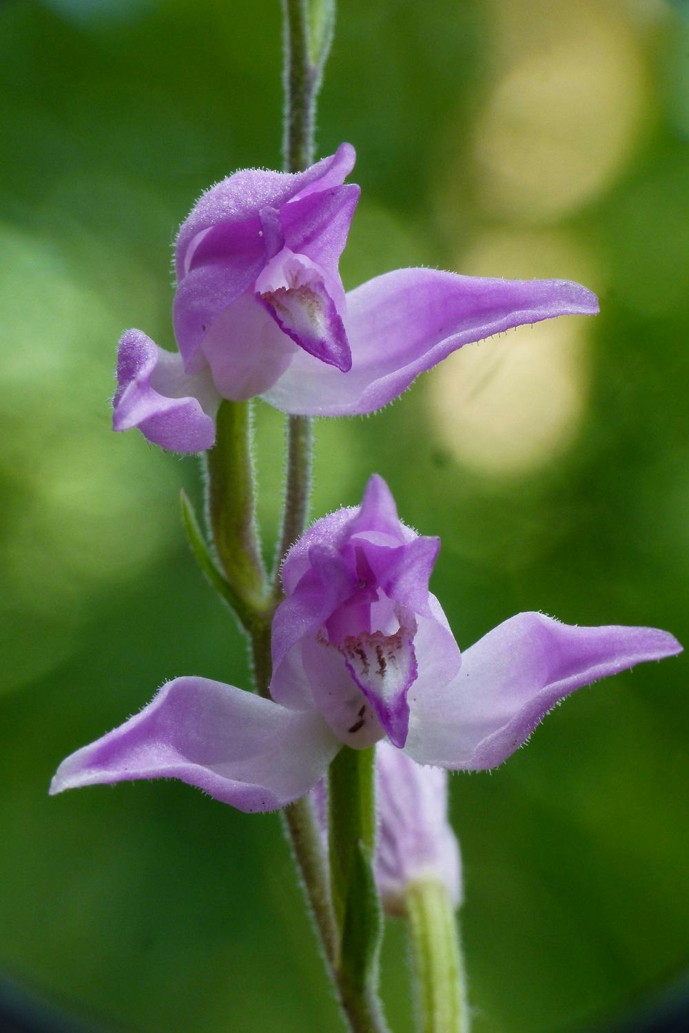 Wild Orchids in Boboli Gardens