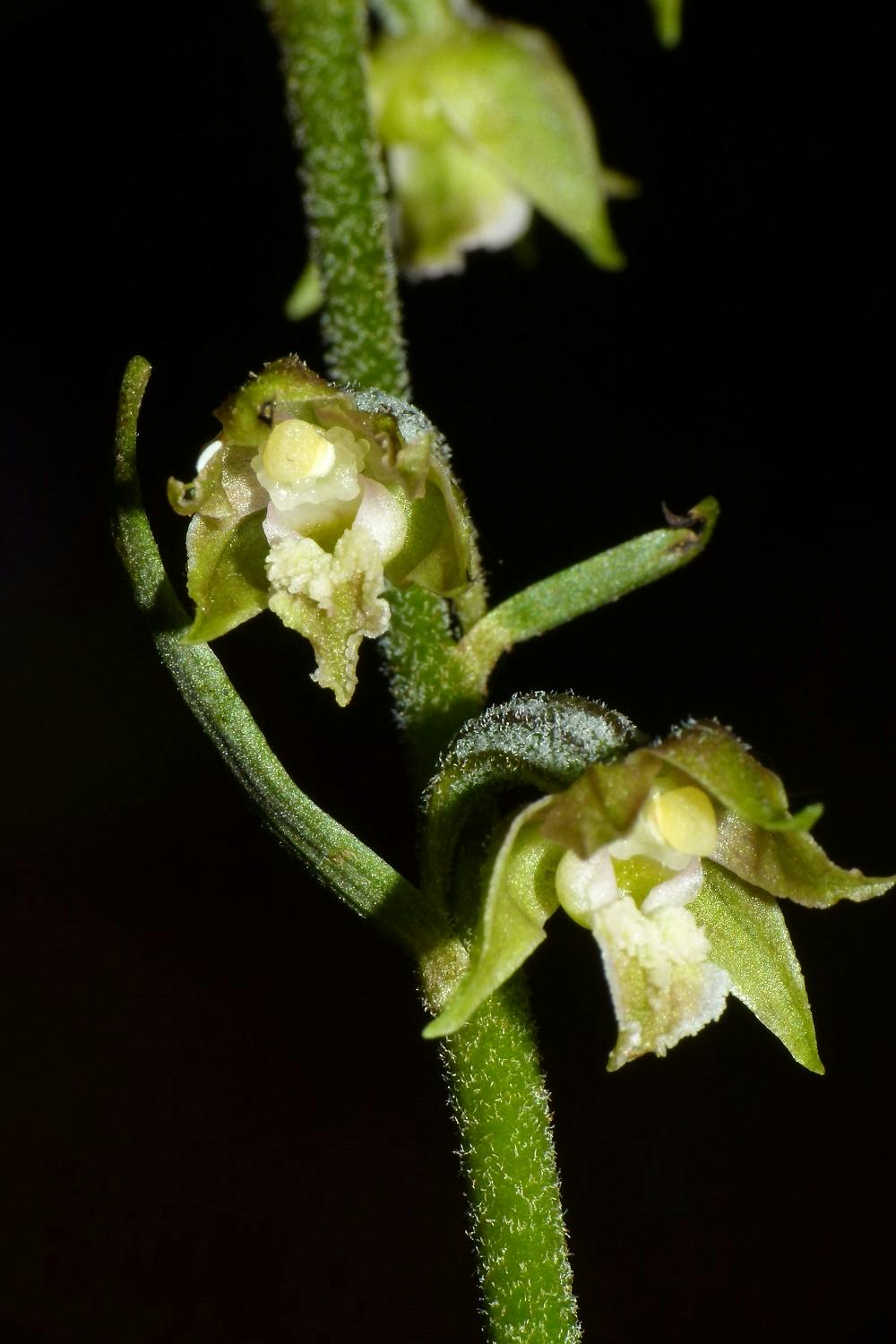 Wild Orchids in Boboli Gardens