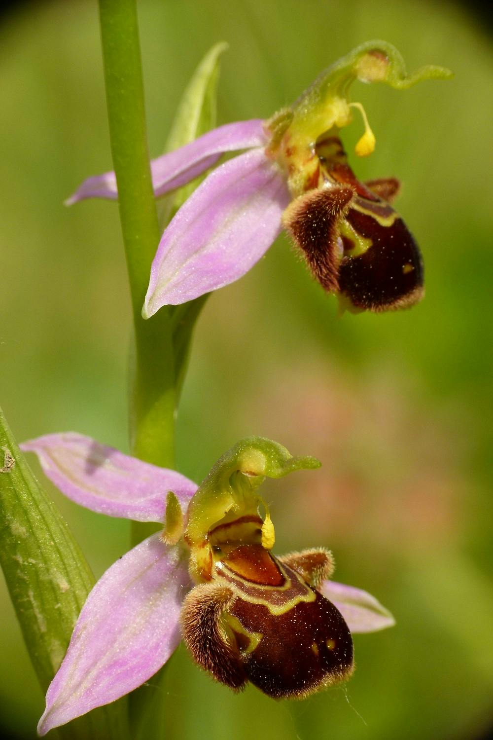 Wild Orchids in Boboli Gardens