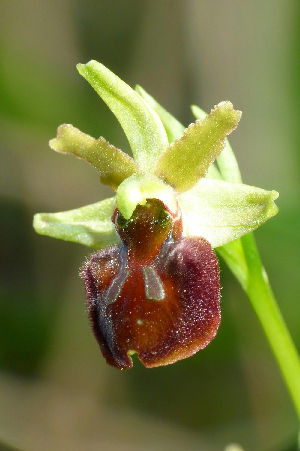 Le orchidee spontanee nel Giardino di Boboli: patrimonio naturale da tutelare e valorizzare.