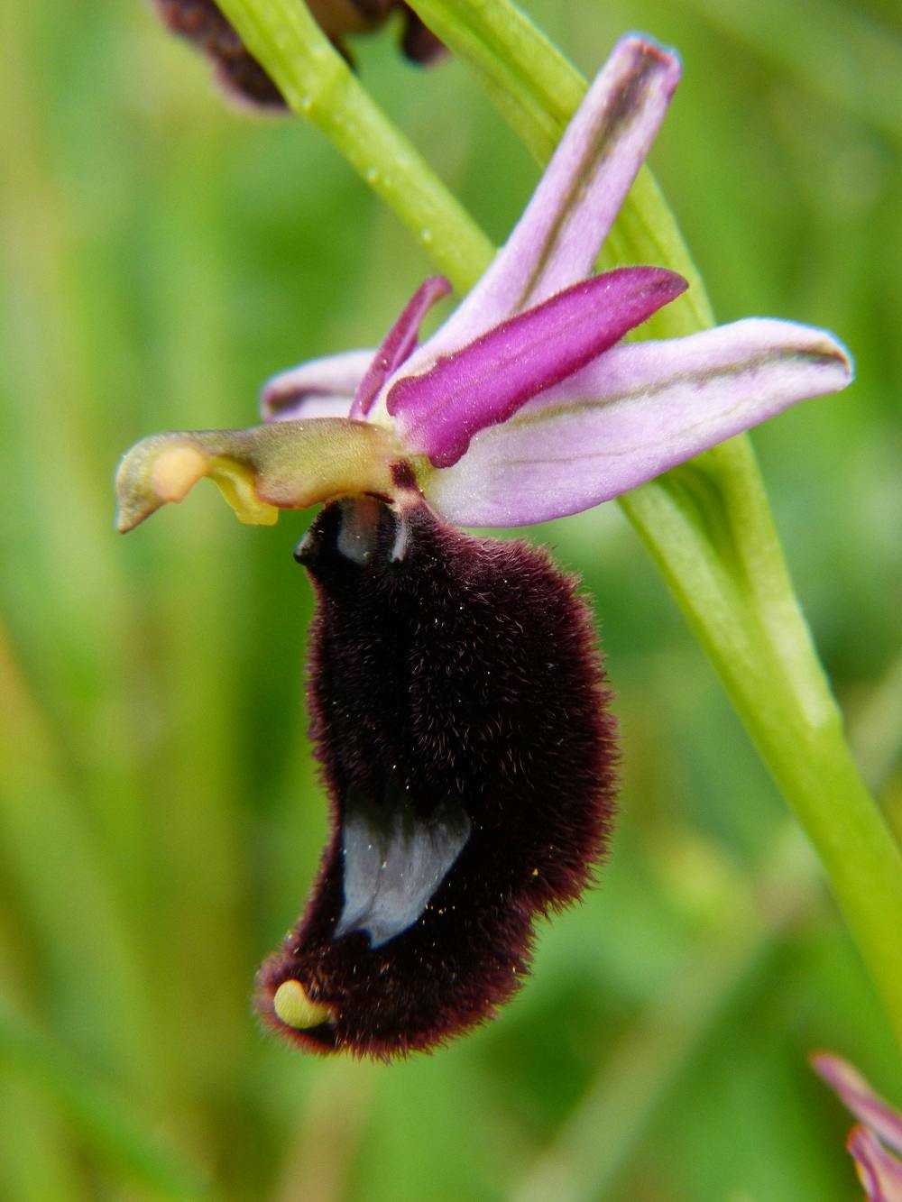 Le orchidee spontanee nel Giardino di Boboli: patrimonio naturale da tutelare e valorizzare.