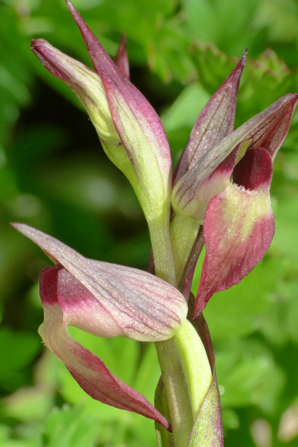 Wild Orchids in Boboli Gardens