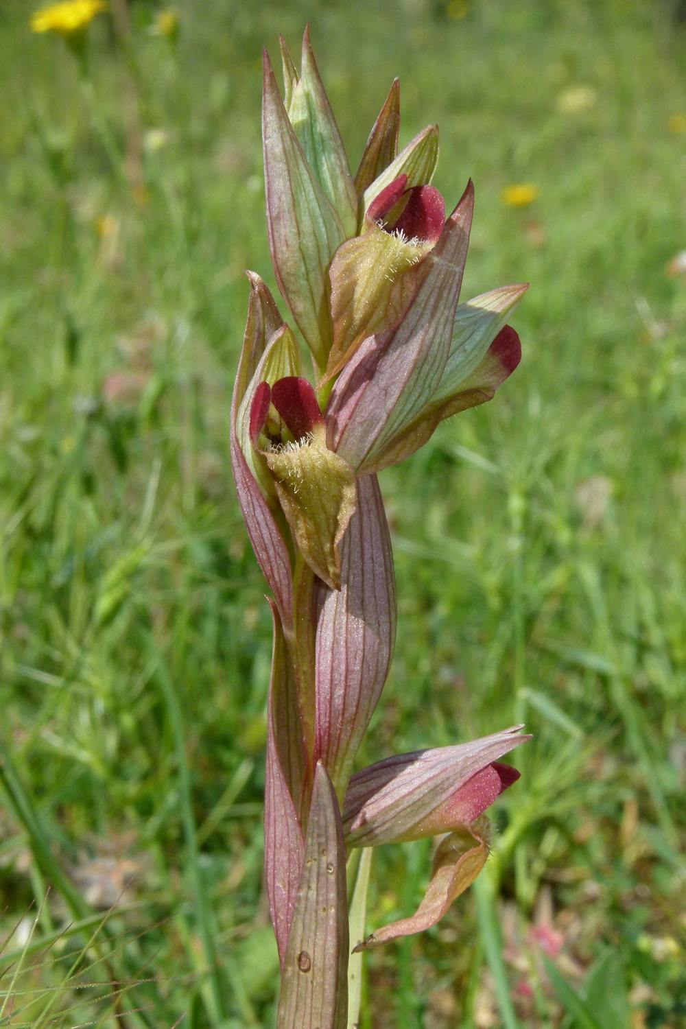 Le orchidee spontanee nel Giardino di Boboli: patrimonio naturale da tutelare e valorizzare.