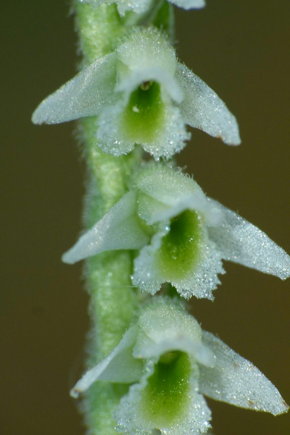 Le orchidee spontanee nel Giardino di Boboli: patrimonio naturale da tutelare e valorizzare.