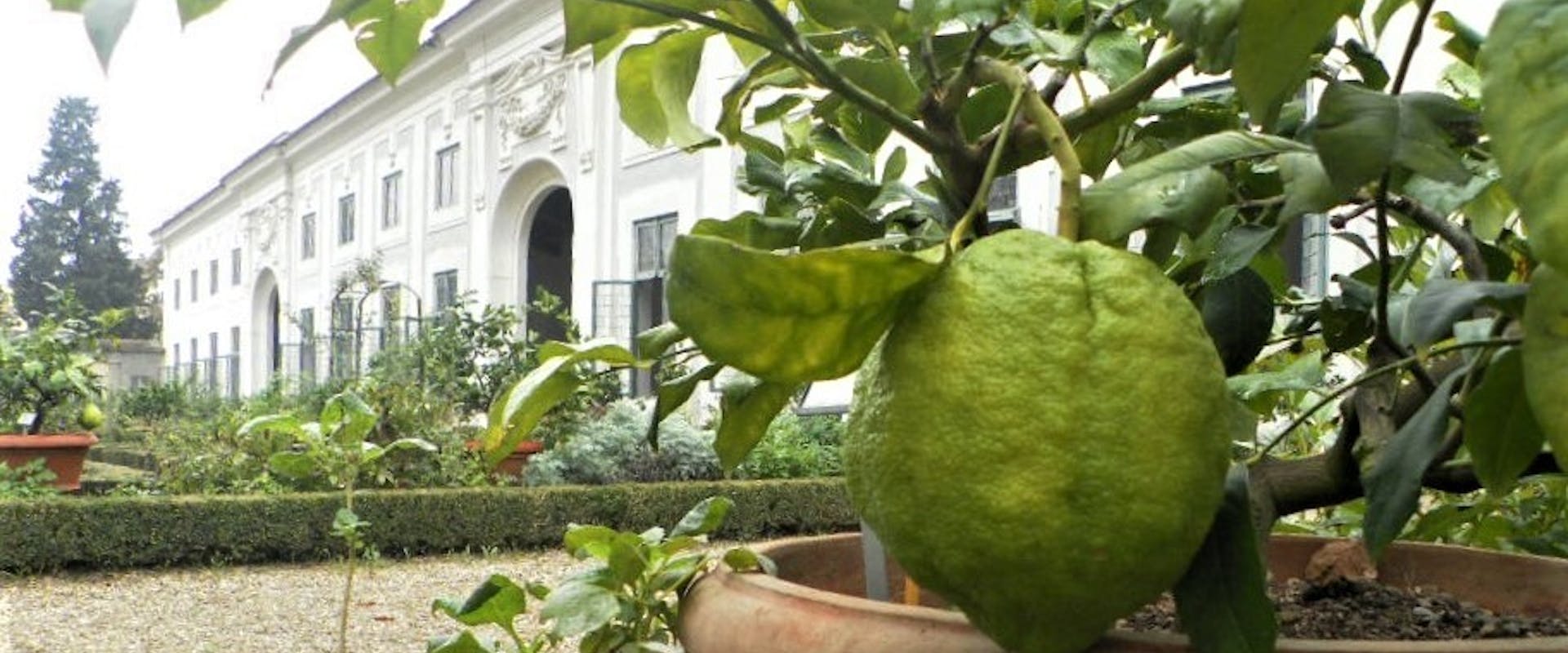 Progetto "CITRI ET AUREA" Progetto "CITRI ET AUREA"