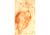 Putto