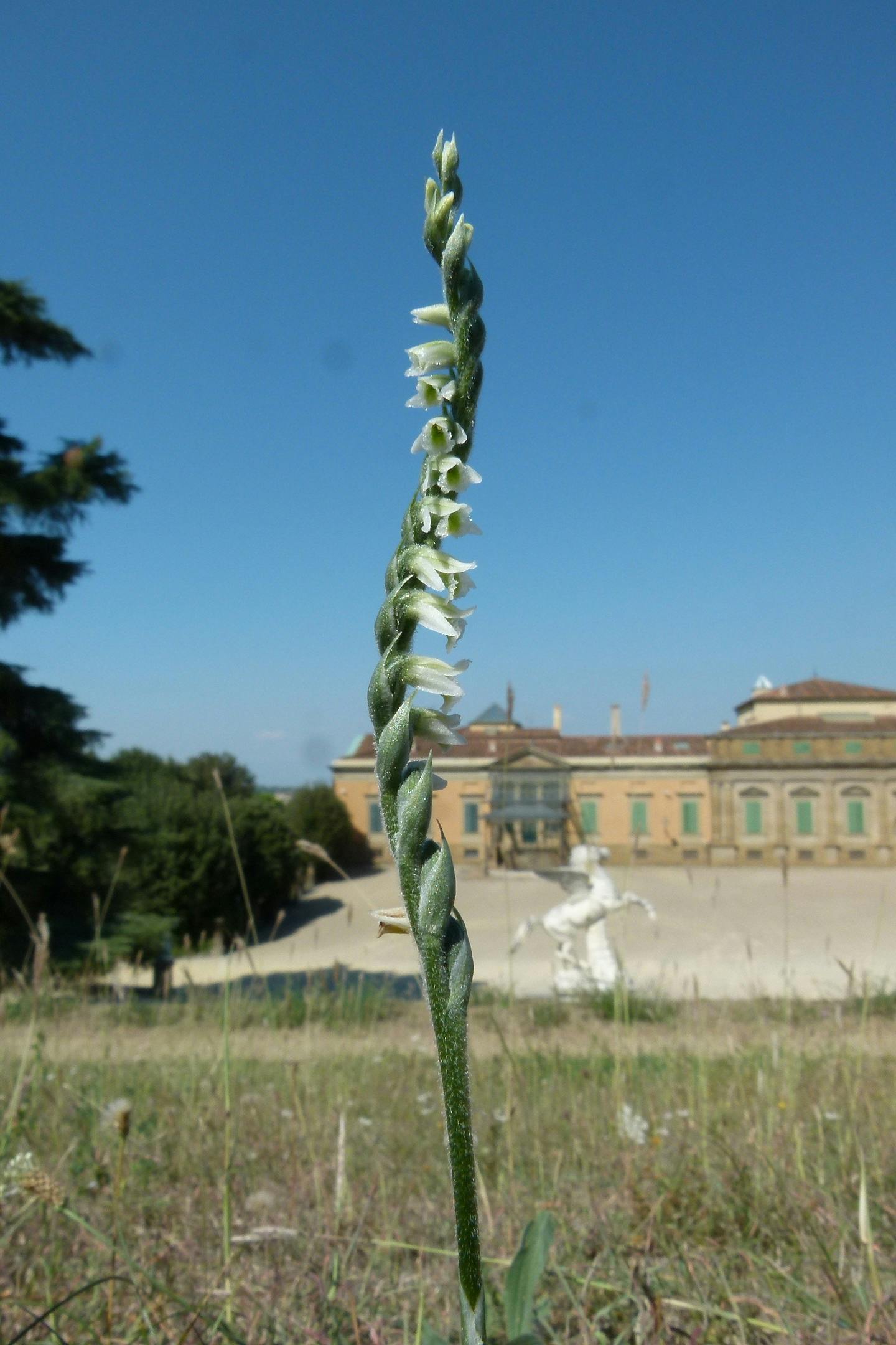 Orchidea - Genere Spiranthes spiralis nel prato del Pegaso davanti alla Palazzina della Meridiana