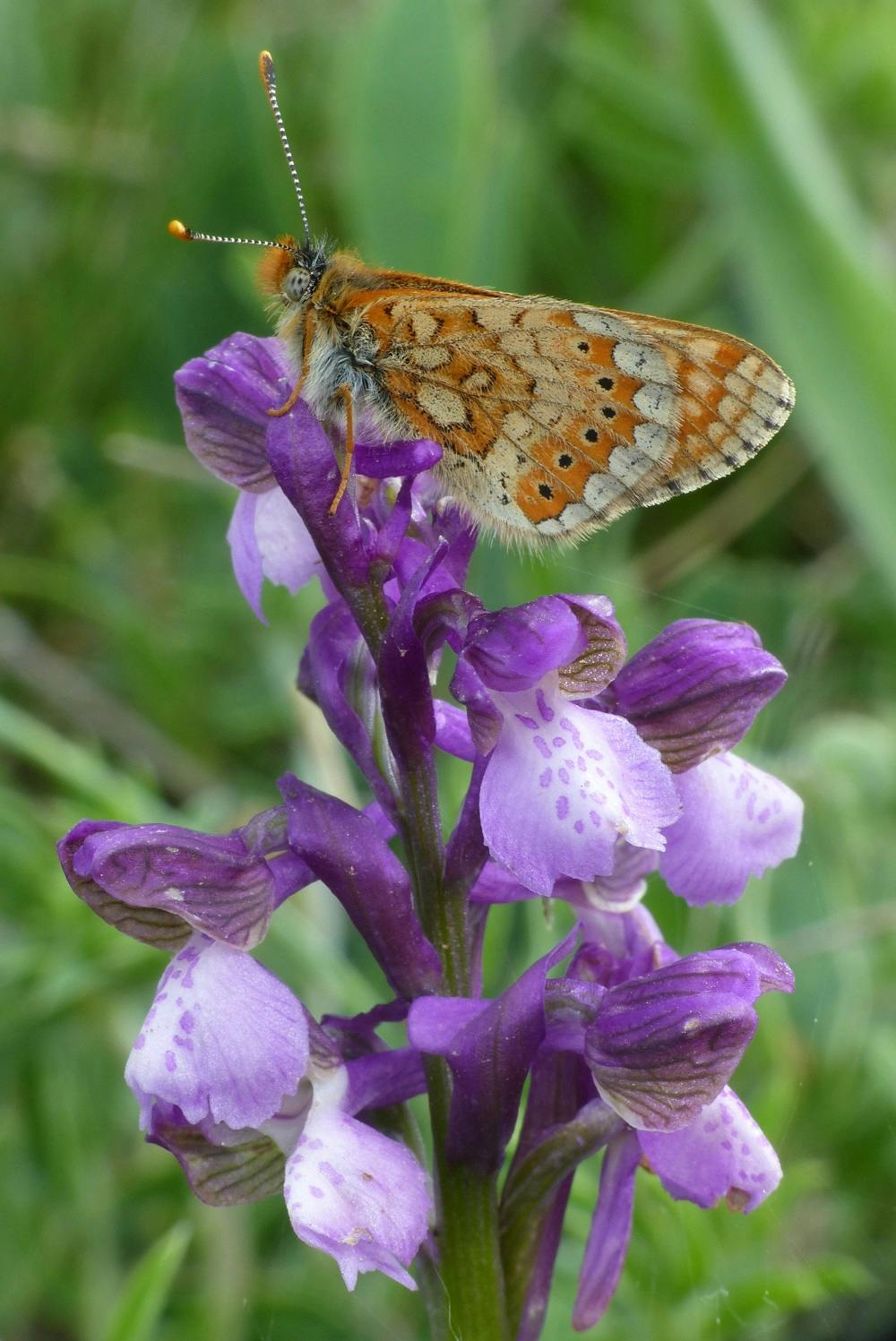 Orchidea - Anacamptis morio