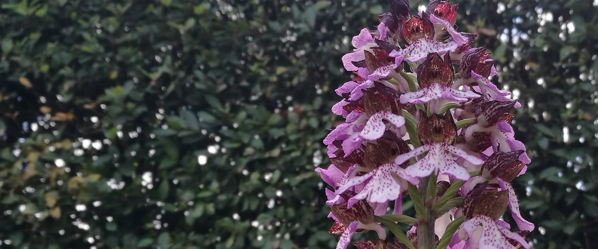 Orchidea-Orchis purpurea - Boboli