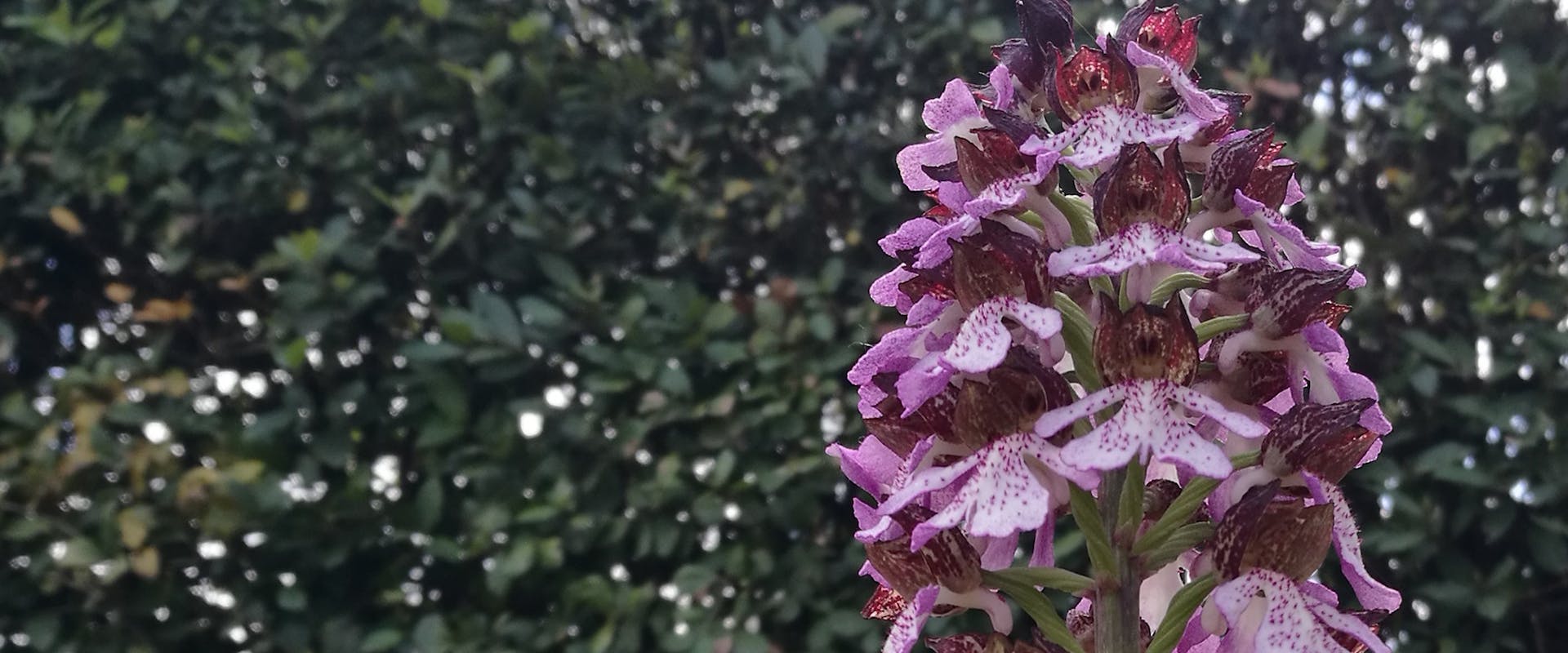 Orchidea-Orchis purpurea - Boboli