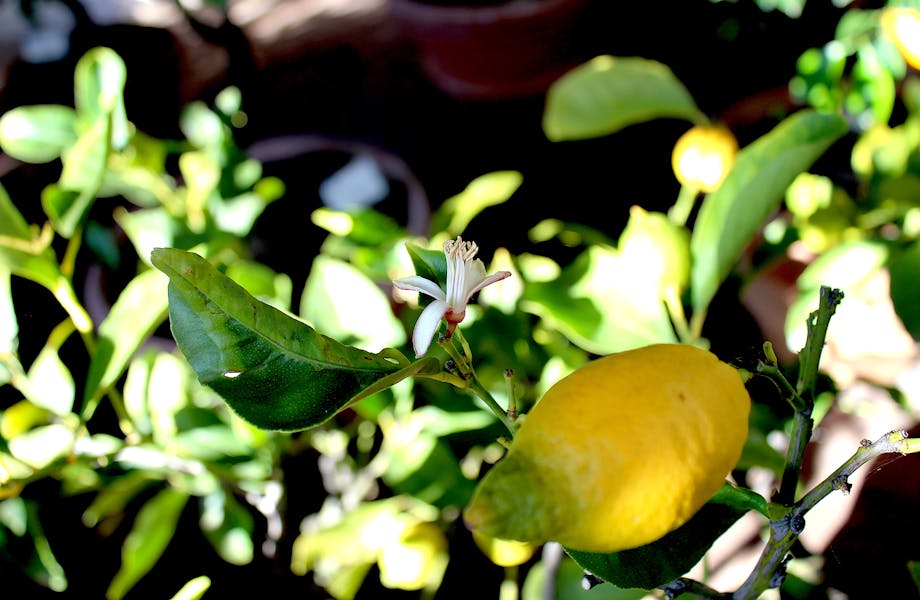 Boboli-Limone con fiore