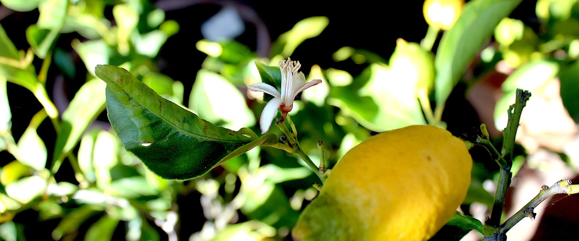 Boboli - Limone con fiore