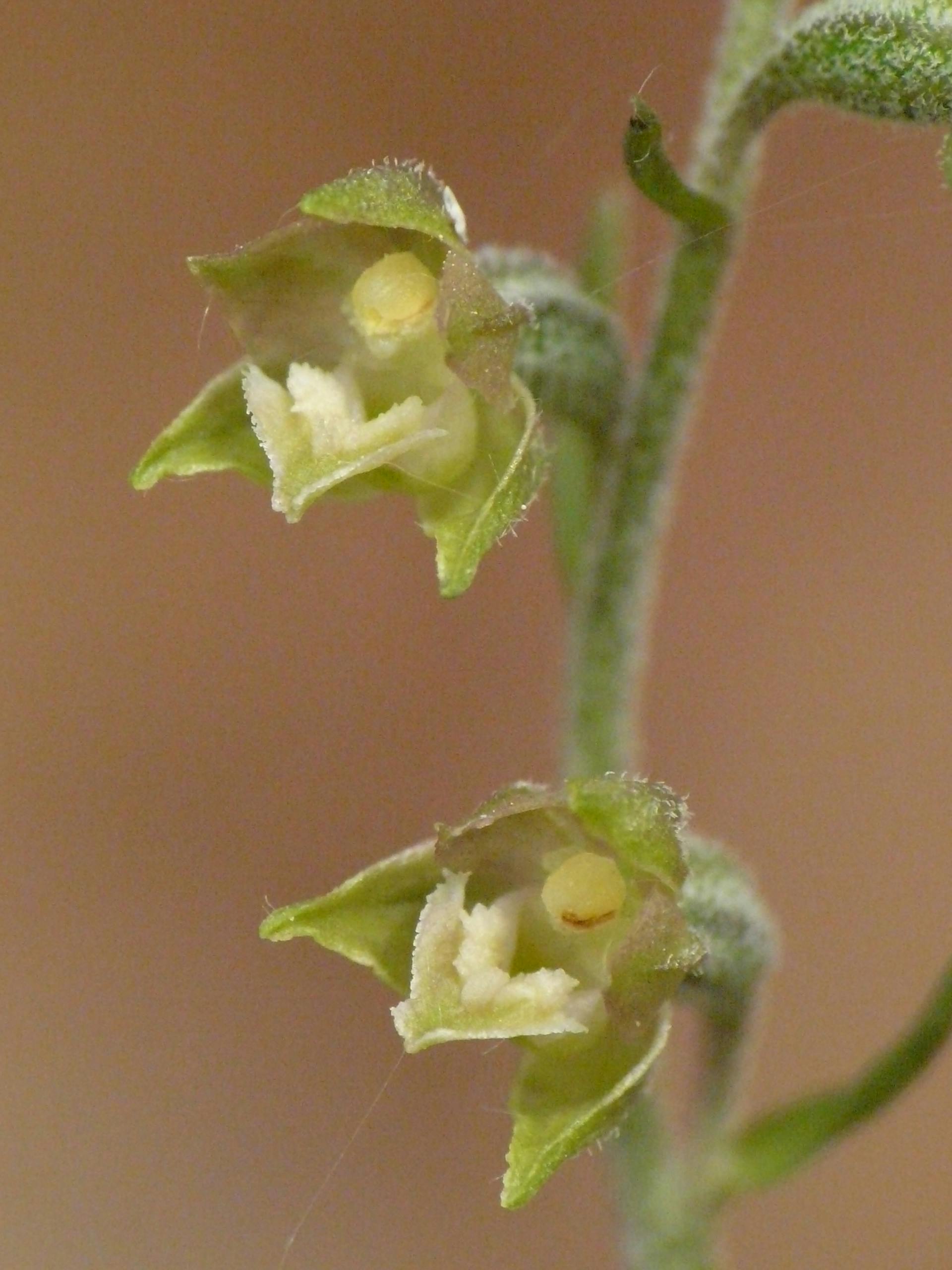 Epipactis microphylla