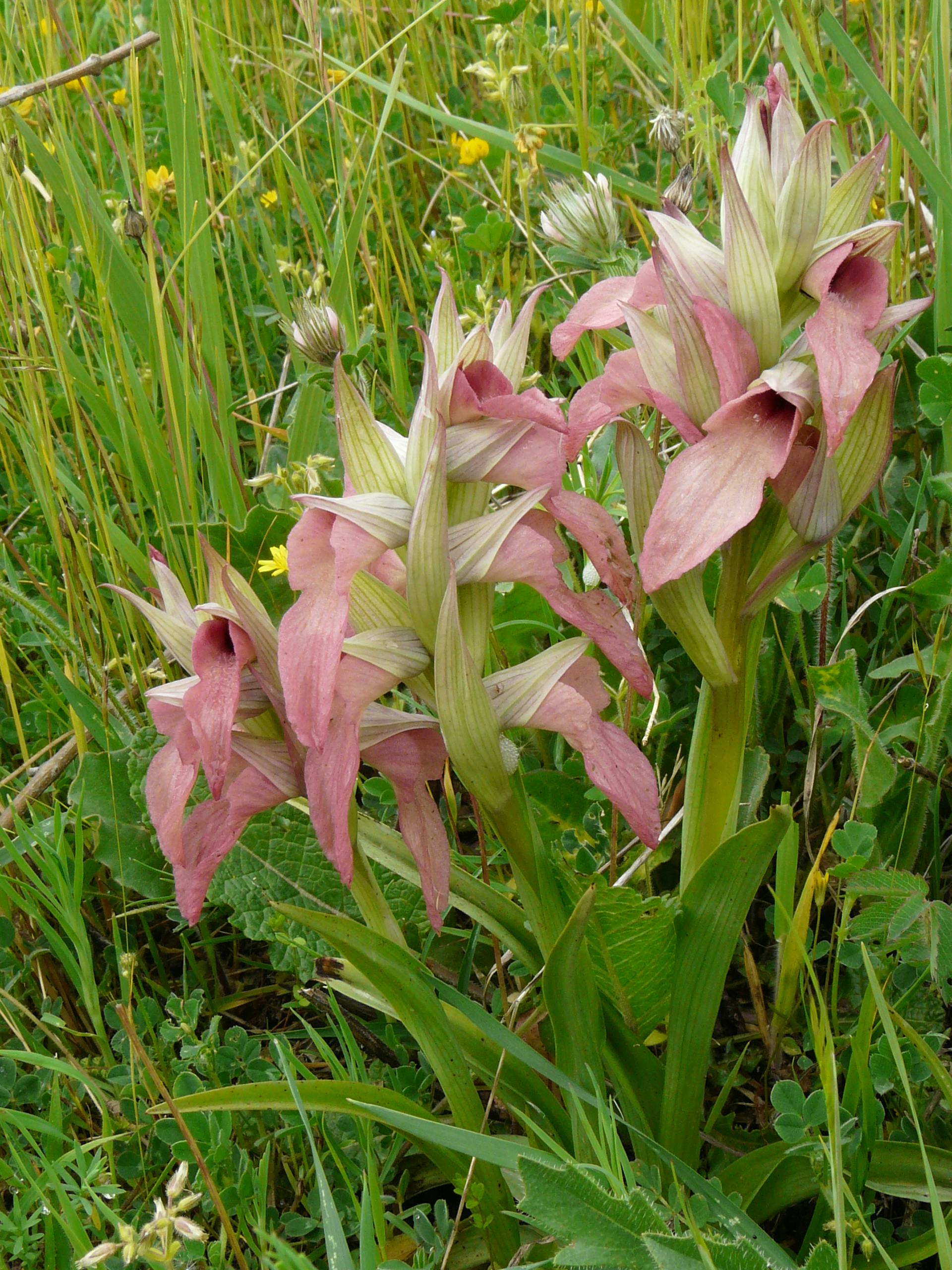 Serapias neglecta