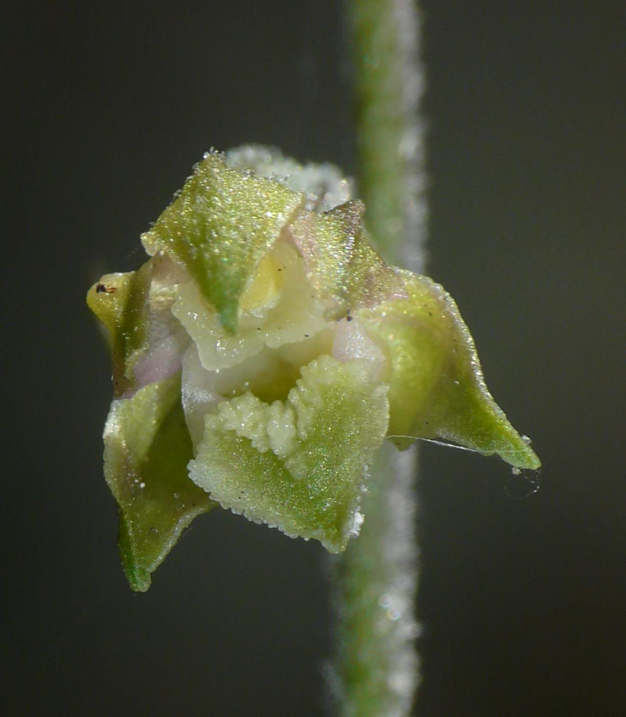 Epipactis microphylla