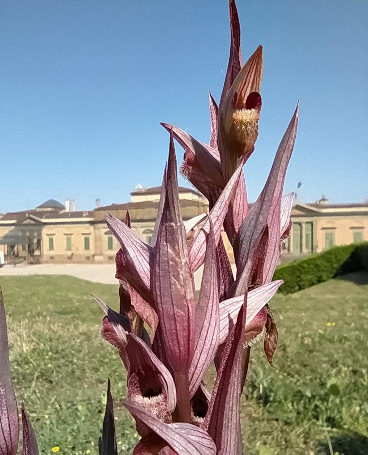 Serapias vomeracea