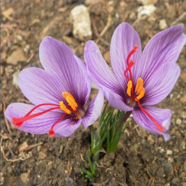 Crocus Sativus