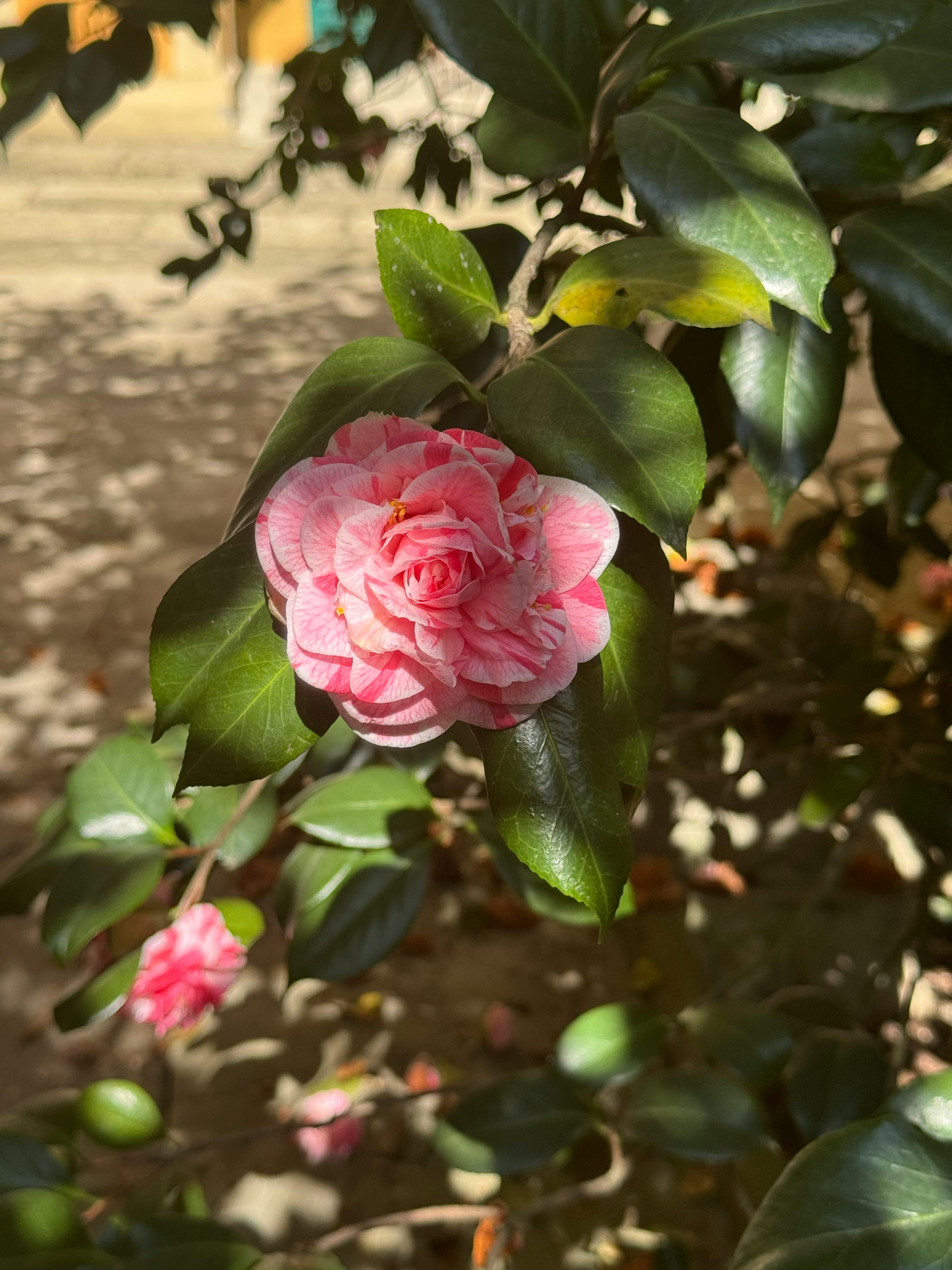 Camellia Camellia
